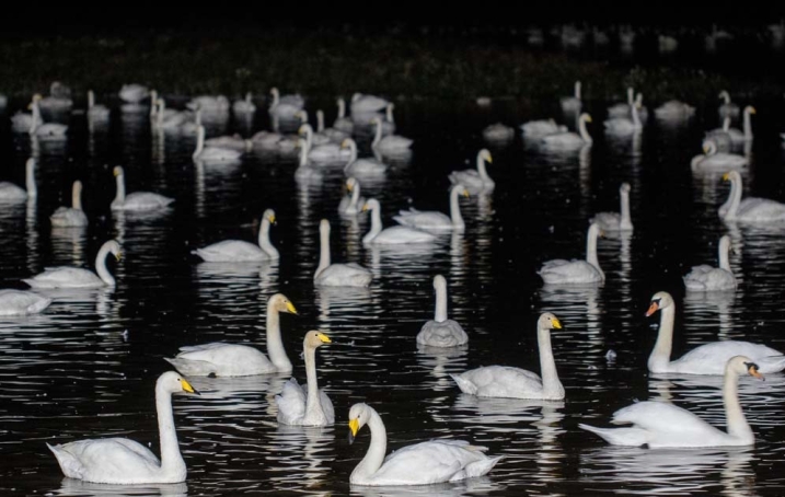 Swans by floodlight Simon Stirrup 3.jpg